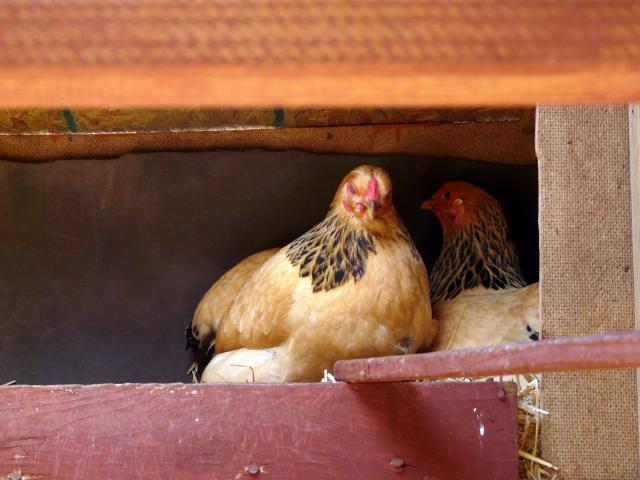67374_broody_hen_028.jpg