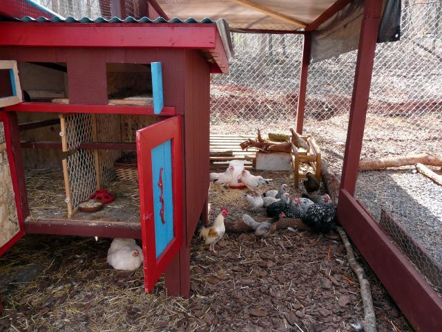 67374_broody_hen_061.jpg