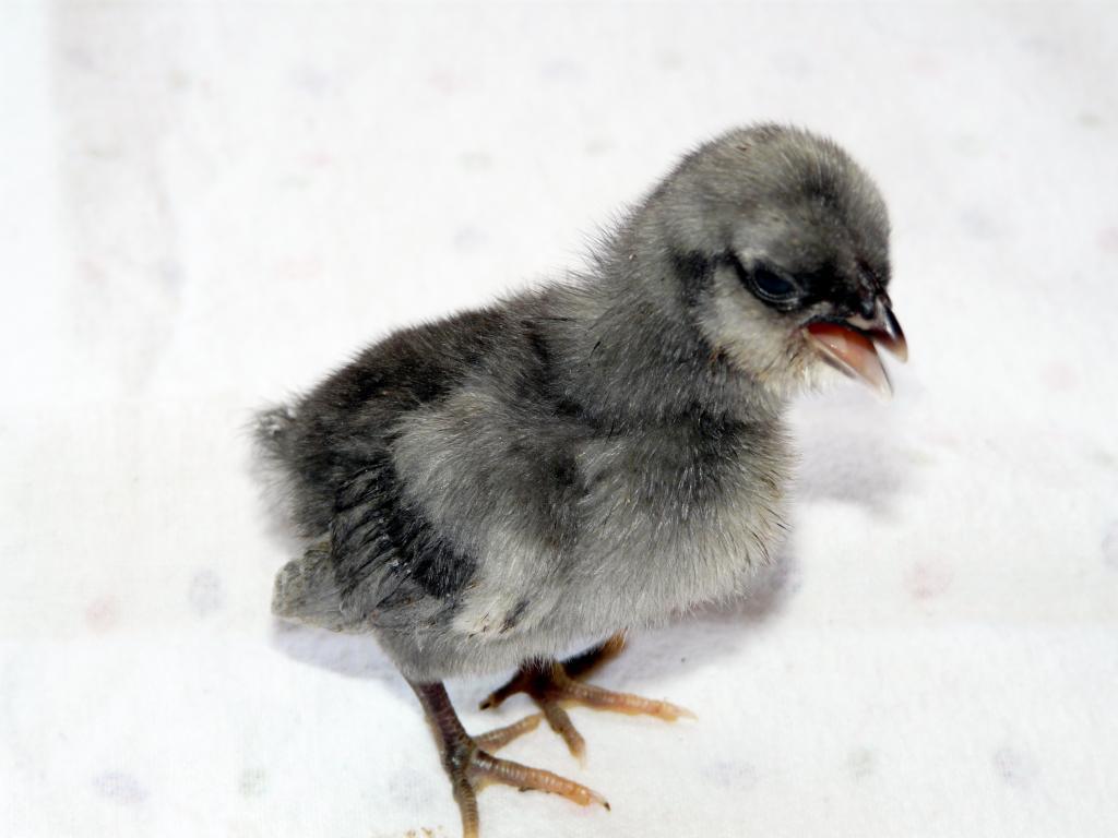 67374_month_old_chicks_024.jpg