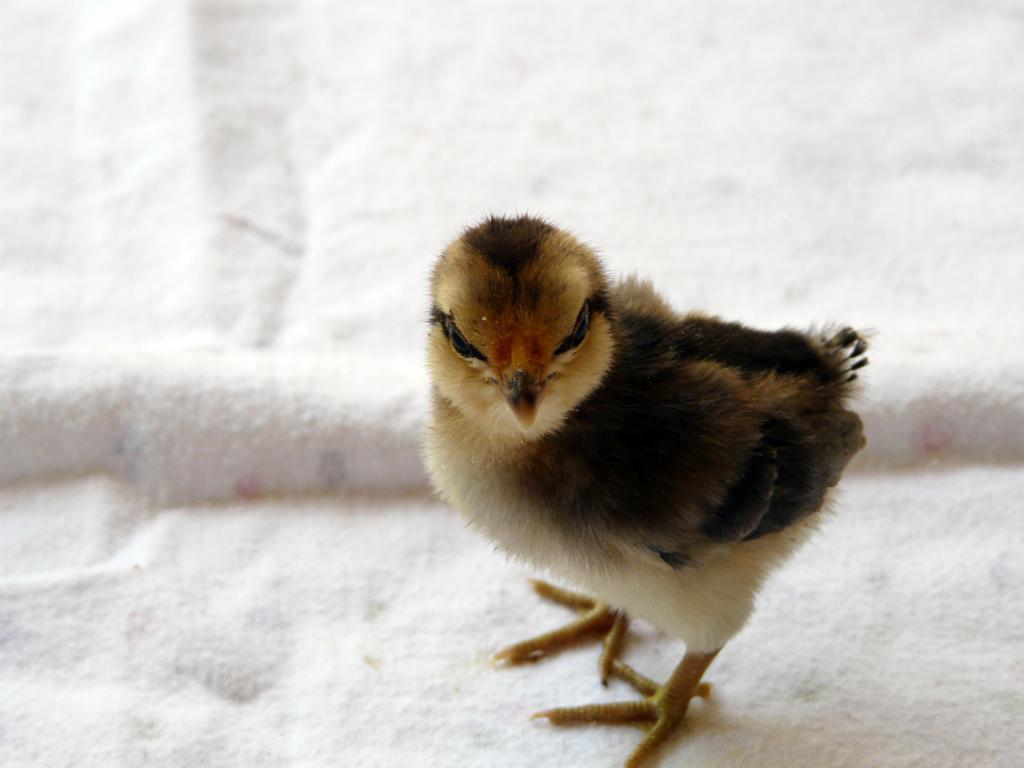 67374_month_old_chicks_034.jpg