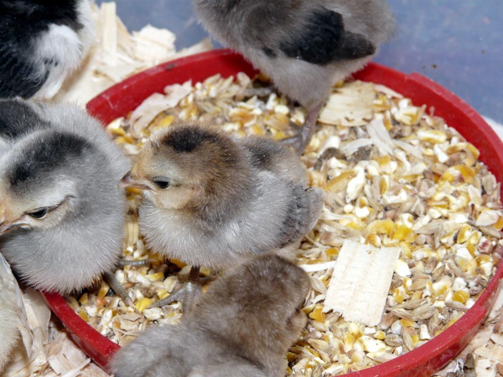 67374_month_old_chicks_077.jpg