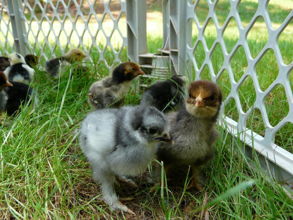 67374_new_chicks_june_2011_016.jpg