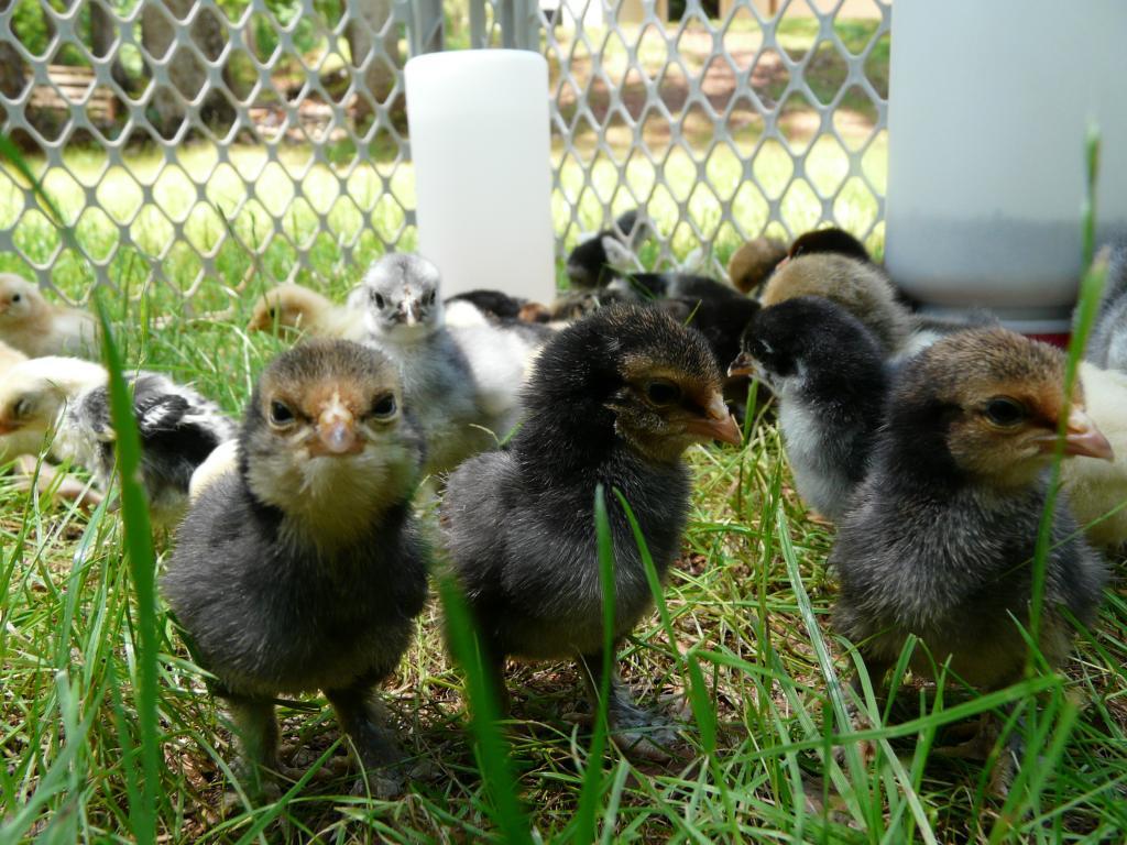 67374_new_chicks_june_2011_023.jpg