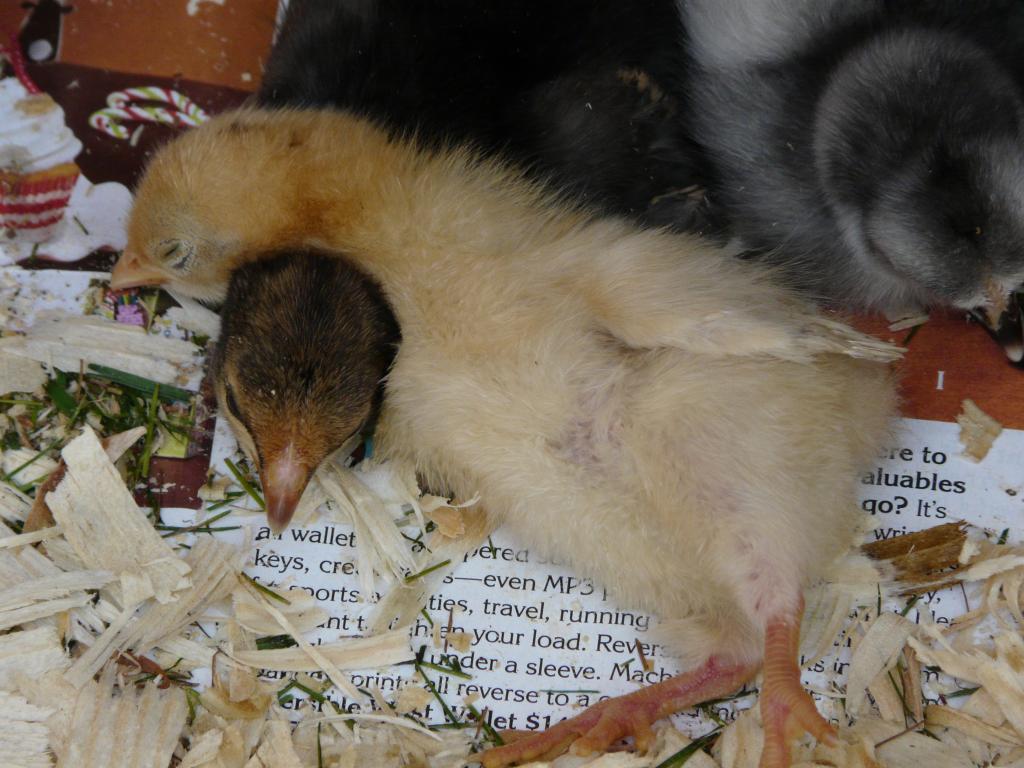 67374_new_chicks_june_2011_185.jpg