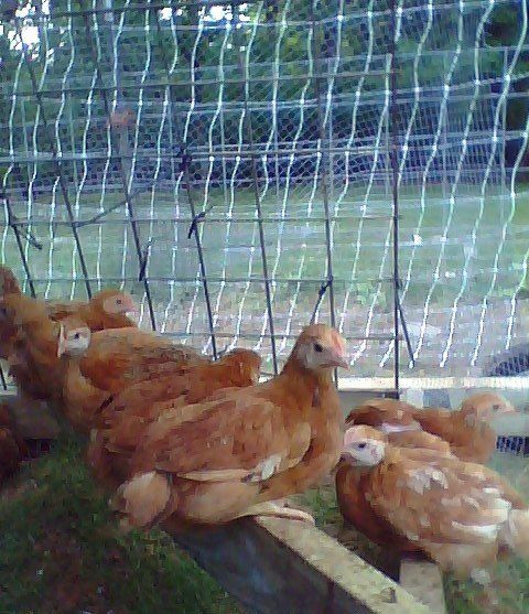 6737_roosting_in_hoophouse_2nd_day_on_pasture_052608.jpg