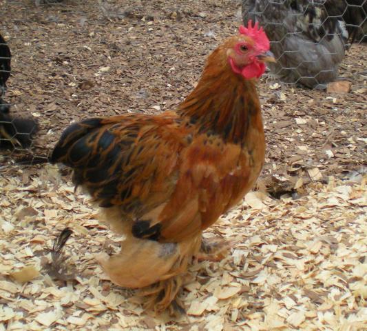 67387_042.jpg