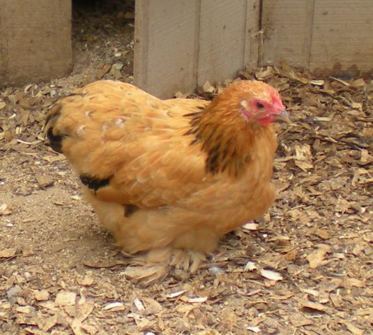 67387_092111_25.jpg