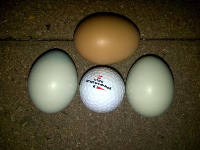 67421_ameraucana_egg_comparison_2.jpg