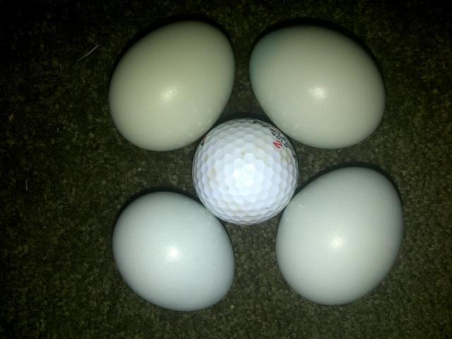 67421_ameraucana_eggs_comparison.jpg