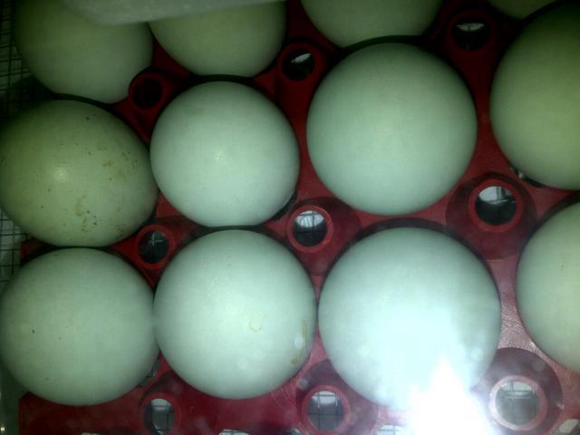 67421_eggs_on_tray.jpg
