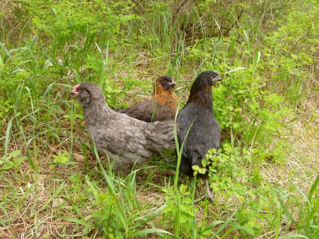 67450_p1010577.jpg