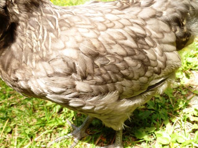 67450_p1010664.jpg