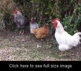 67472_chick.jpg