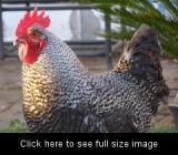 67472_chickens.jpg