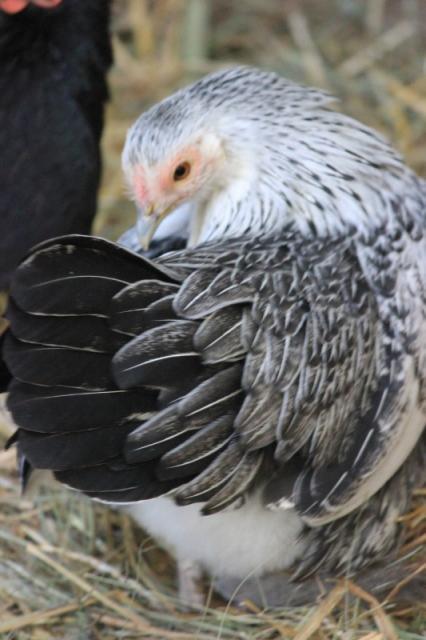 67491_winterjpg_533x800.jpg