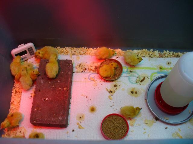 67513_coturnix_chicks101.jpg