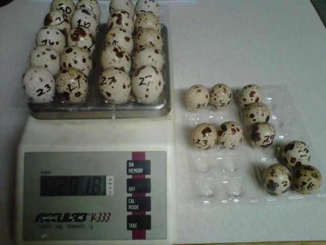 67513_img00266-20110901-0553.jpg