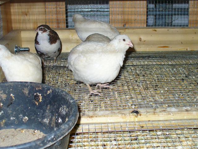 67513_p1030211.jpg