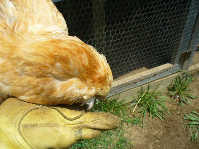 67513_p1030408.jpg