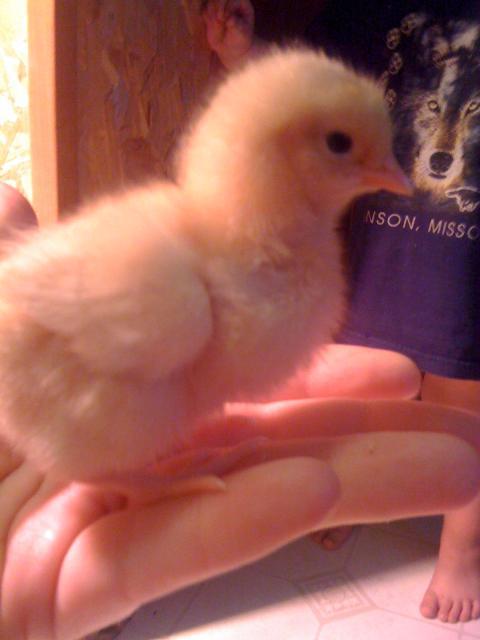 6751_chicks_007.jpg