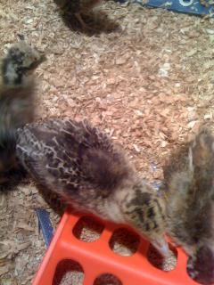 6751_chicks_024.jpg