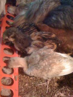 6751_chicks_026.jpg