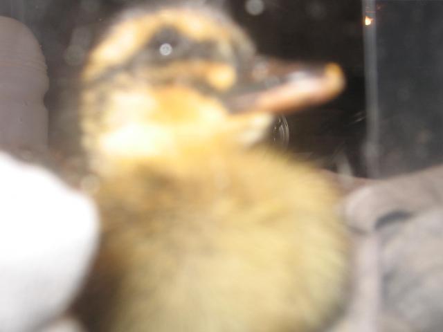 67522_my_duckling_002.jpg