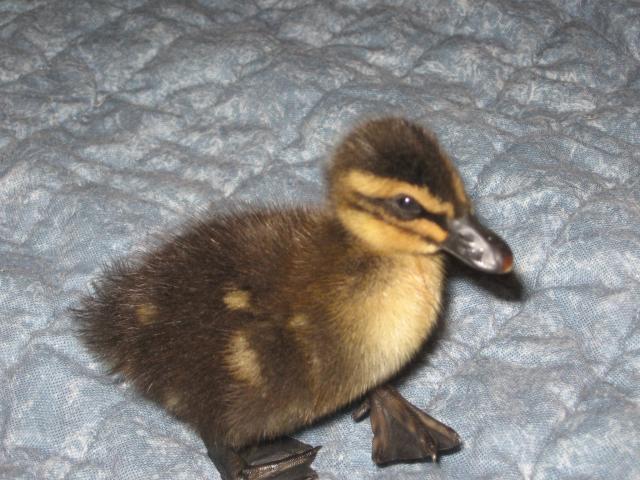 67522_my_duckling_007.jpg