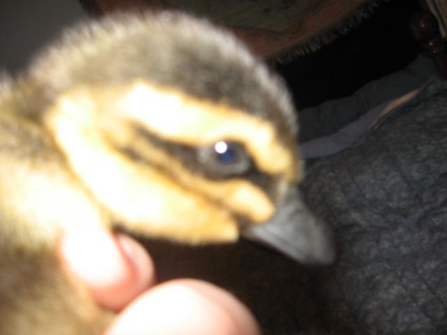 67522_my_duckling_011.jpg