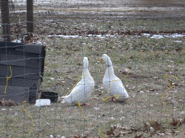 67522_my_pekin_ducks_004.jpg