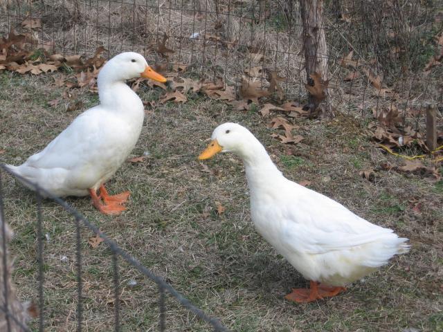 67522_my_pekin_ducks_010.jpg