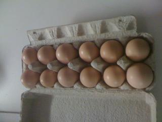 67555_eggs_002.jpg