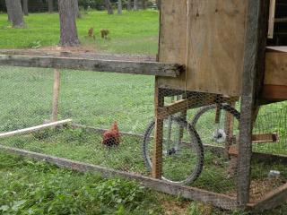 67555_hawk_and_hens_003.jpg