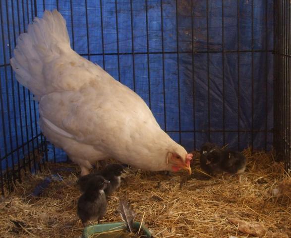 67557_chicks.jpg