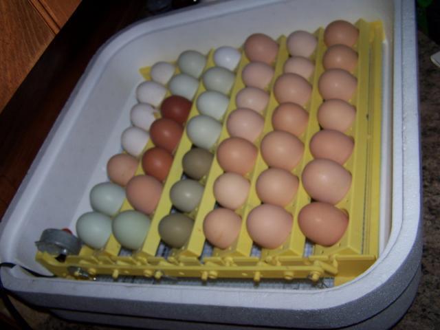 67565_100_4686.jpg