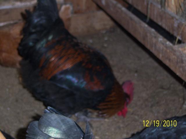 67579_100_3914.jpg
