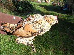 67591_mille_fleur_hen_-_original.jpg