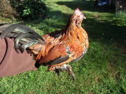67591_mille_fleur_roo_-_new.jpg