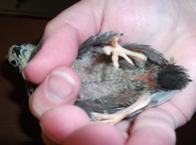 67591_red_breast_quail_male.jpg