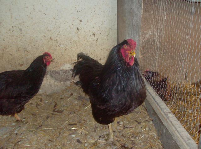 67648_chickens_248.jpg