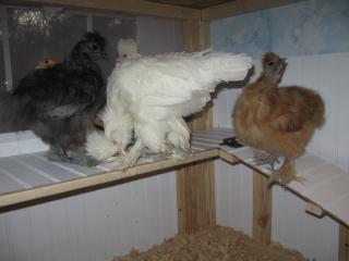 67650_chicks_on_their_shelf1208104.jpg