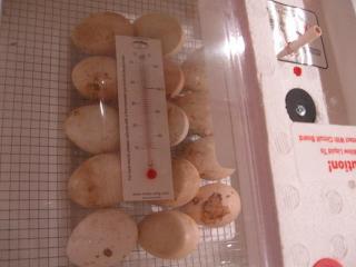 67650_eggsinbator040511.jpg