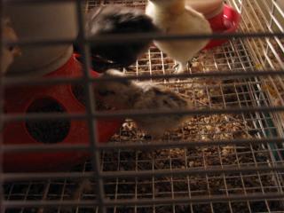 67650_itty-bitty_japanese_sultan_bantam_chick52011.jpg