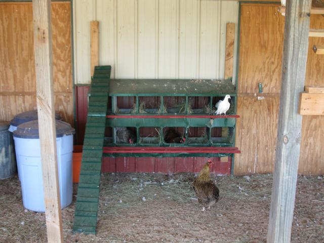 67664_barn_and_chickens_006.jpg