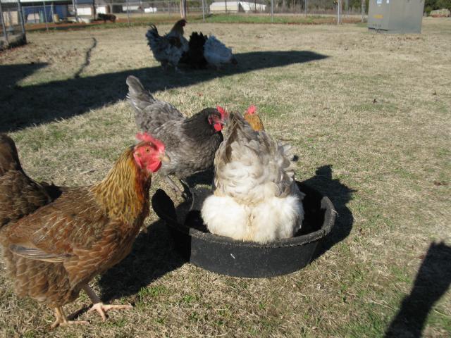 67664_chickens_025.jpg