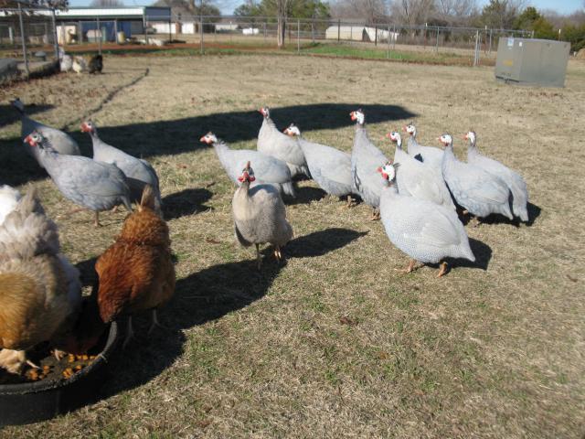 67664_chickens_028.jpg