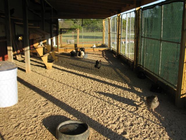 67664_new_pics_of_barn_chickens_002.jpg