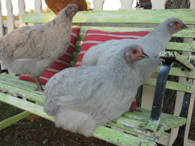 67664_new_pics_of_barn_chickens_067.jpg