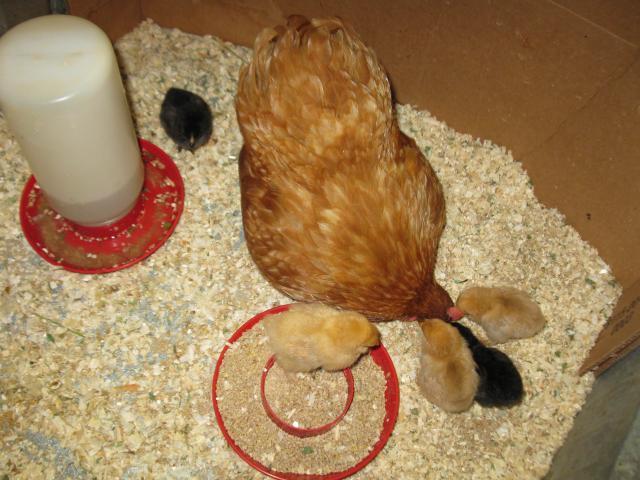 67664_ruby_red_and_her_chicks_012.jpg