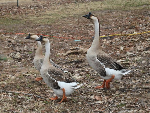 67676_my_trio_of_grey_african_geese_lucy_goosey_and_xander.jpg